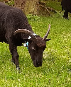 Sheep 1