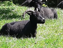 Sheep 2