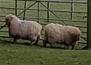 Sheep 3