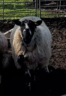Sheep 4